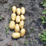 Farm Fresh Potatoes