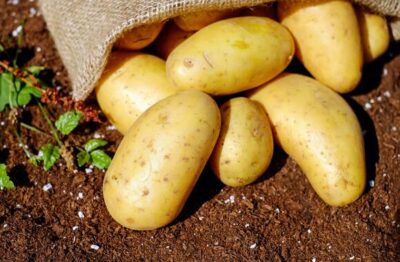 potato exporter in bangladesh